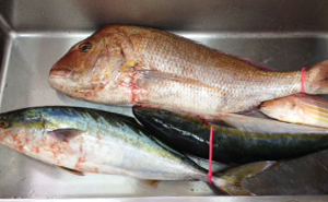 小呂島で釣られた真鯛とブリとイトヨリ